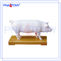 PNT-AM41 Pig Acupuncture Model animal anatomical model